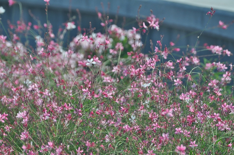 spring flowers